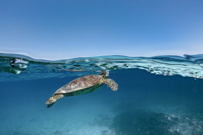 Private snorkeling tour Ishigaki island - Who Is This Tour Best For?