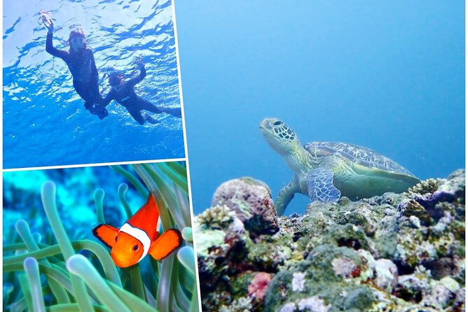Discover Ishigaki's Hidden Treasures Snorkeling Tour at BlueCave - A Close Look at What to Expect
