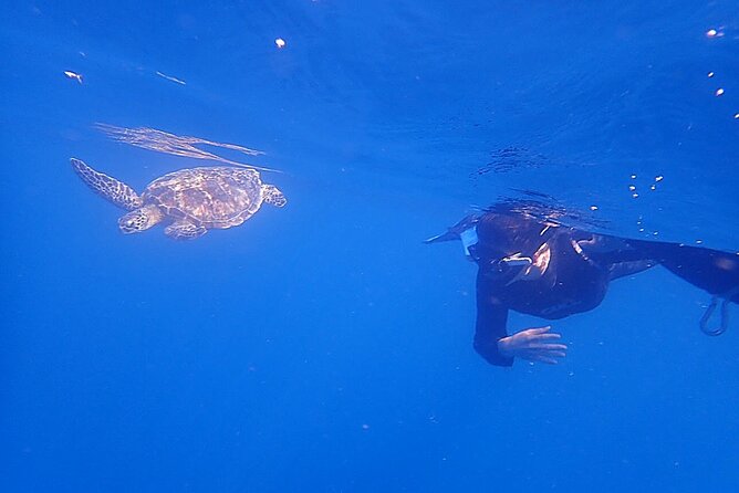 Discover Ishigaki's Hidden Treasures Snorkeling Tour at BlueCave - Key Points