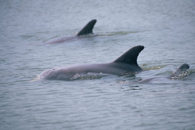 Dolphin and Manatee Clear Kayak or Paddleboard Tour - FAQs