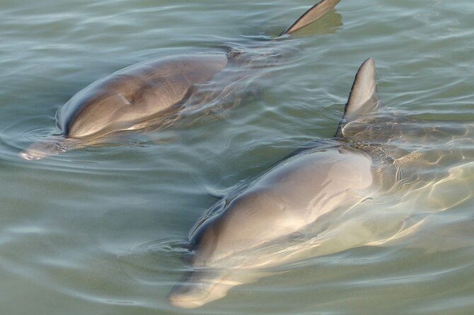 Dolphin and Manatee Clear Kayak or Paddleboard Tour - Dolphin and Manatee Clear Kayak or Paddleboard Tour: A Close-Up with Florida’s Marine Life