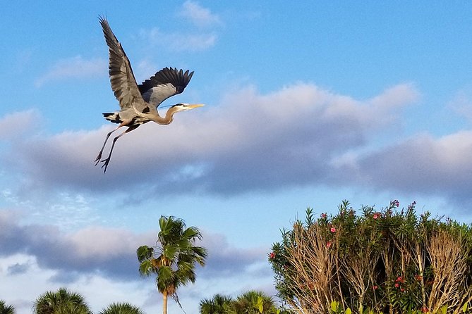 Thousand Island Mangrove Tunnel, Manatee & Dolphin Kayak Tour w/Cocoa Kayaking - Setting the Scene: What to Expect from the Tour