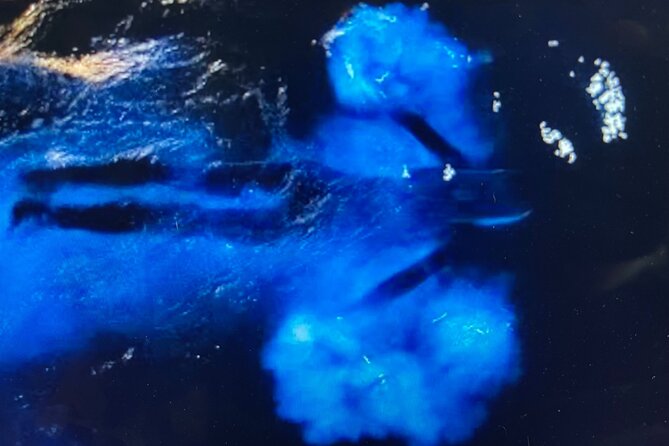 Sunset Bioluminescent Comb Jelly & Dolphin Tour - Pricing and Value
