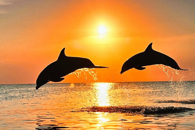 Sunset Bioluminescent Comb Jelly & Dolphin Tour - A Close Look at the Experience