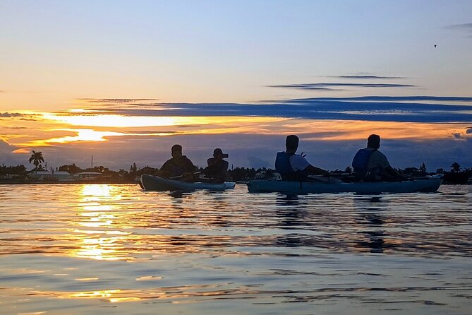 Kayak Tours and Rentals. Dolphins, Manatees, and Bioluminescence! - The Sum Up