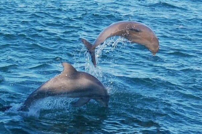 Dolphin & Sunset Cruises - Who Will Enjoy This Tour?