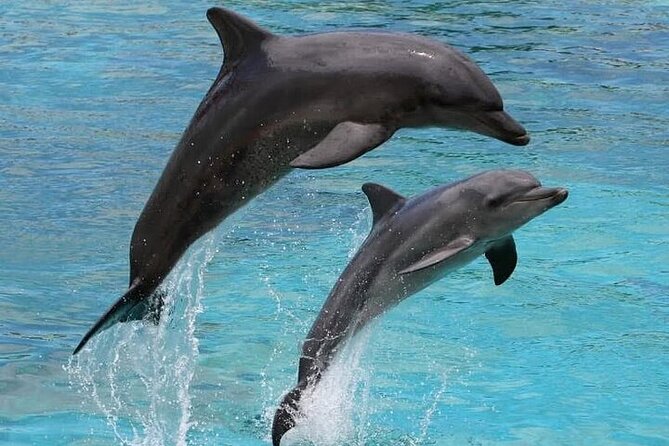 Destin Family Friendly Dolphin Watching Adventure - A Deep Dive into the Destin Dolphin Watching Tour