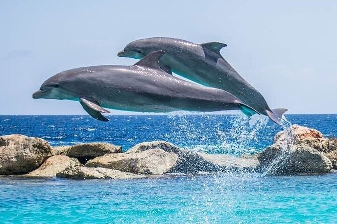 Destin Family Friendly Dolphin Watching Adventure - Destin Family Friendly Dolphin Watching Adventure