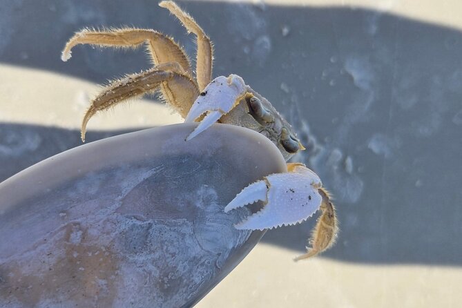 2 Hour Snorkeling and Dolphin Tour - The Practicalities: From Meeting to Ending