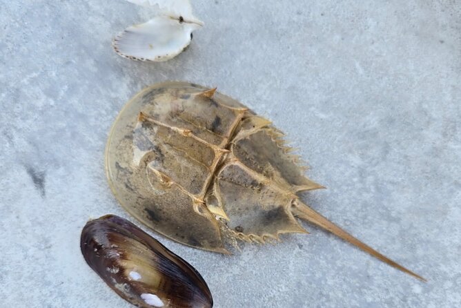 2 Hour Snorkeling and Dolphin Tour - The Sum Up: Who Will Love This Tour?