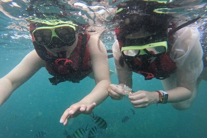 2 Hour Snorkeling and Dolphin Tour - A Close-Up Look at the 2 Hour Snorkeling and Dolphin Tour in Destin