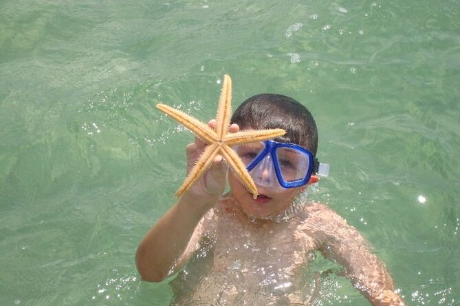 Dolphin and Snorkeling Activity in Panama City Florida - Who Will Love This Tour?