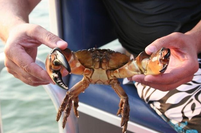 Dolphin and Snorkeling Activity in Panama City Florida - Frequently Asked Questions (FAQs)