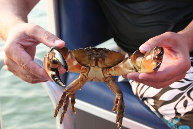 Dolphin and Snorkeling Activity in Panama City Florida - Key Points