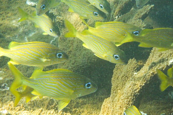 Private Rincon Snorkeling Adventure - Final Thoughts