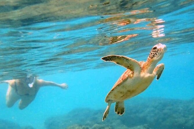 Private Rincon Snorkeling Adventure - Unveiling the Private Rincon Snorkeling Adventure: A Close-Up Look