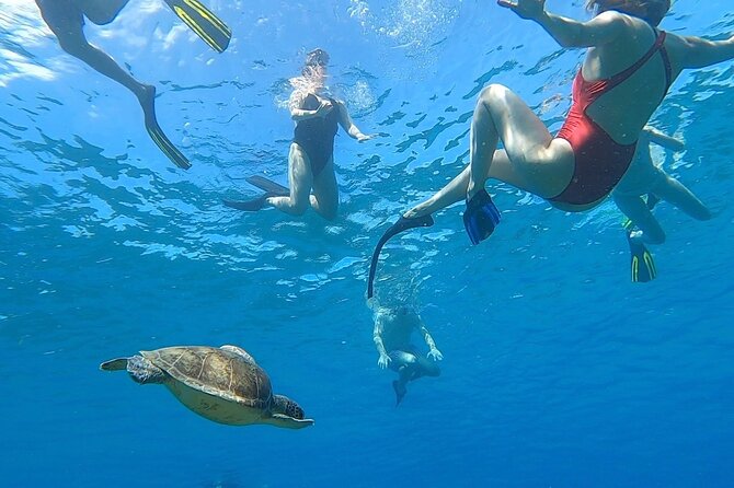 Aguadilla Tropical Snorkeling - A Closer Look at the Experience