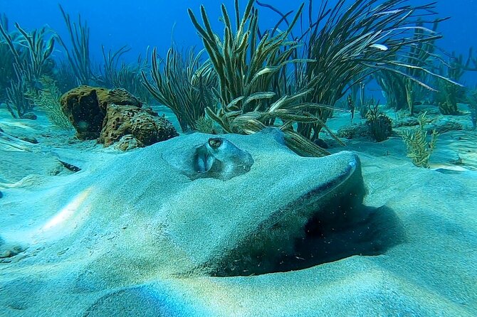 Aguadilla Tropical Snorkeling - Who Should Consider This Tour?