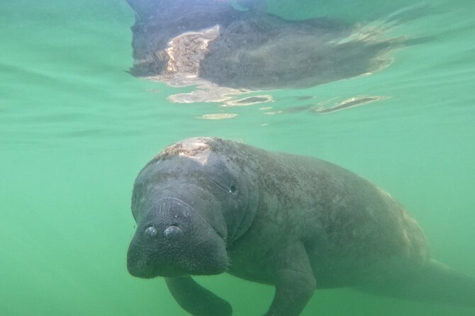 Pedal Kayak Mangrove Tunnel Tour in Bradenton - Practical Considerations & Tips