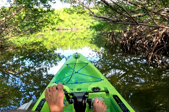 Pedal Kayak Mangrove Tunnel Tour in Bradenton - Key Points