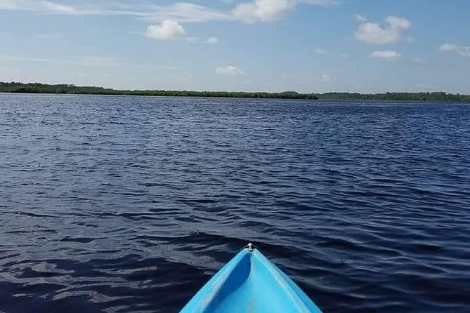 Guided Wildlife Eco Kayak Tour in New Smyrna Beach - A Deep Dive into the Eco Kayak Experience