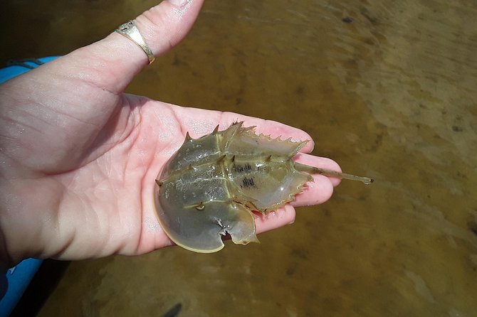 Guided Wildlife Eco Kayak Tour in New Smyrna Beach - Who Would Love This Tour?