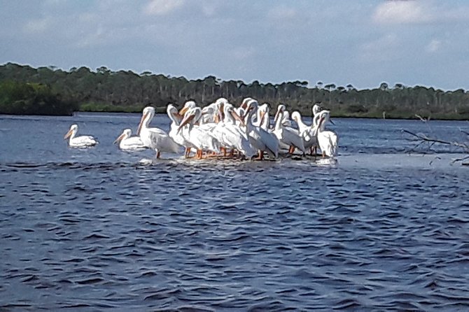 Guided Wildlife Eco Kayak Tour in New Smyrna Beach - The Sum Up