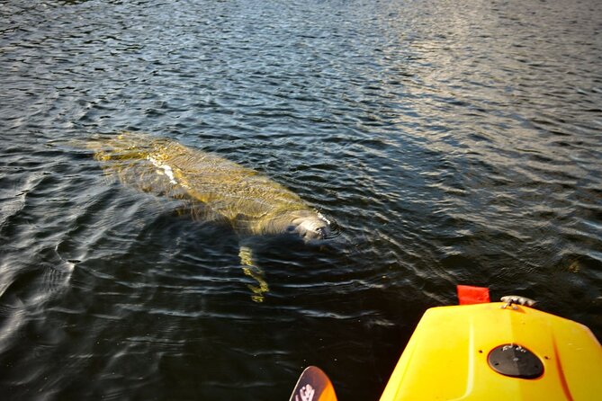 National Park Pedal Kayak Tours in New Smyrna Beach - An In-Depth Look at the Viking EcoTours Sunrise Kayak Experience