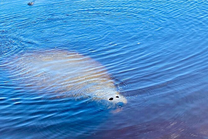 Ormond Beach Manatee and Nature Tour Kayaking or Paddle Boarding - The Experience in Detail