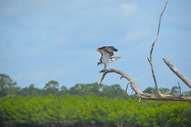Get Up And Go Kayaking - New Smyrna Beach - FAQ