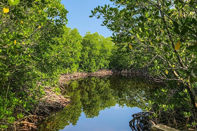 New Smyrna Mangrove Paddle & Mimosa Tour - FAQ