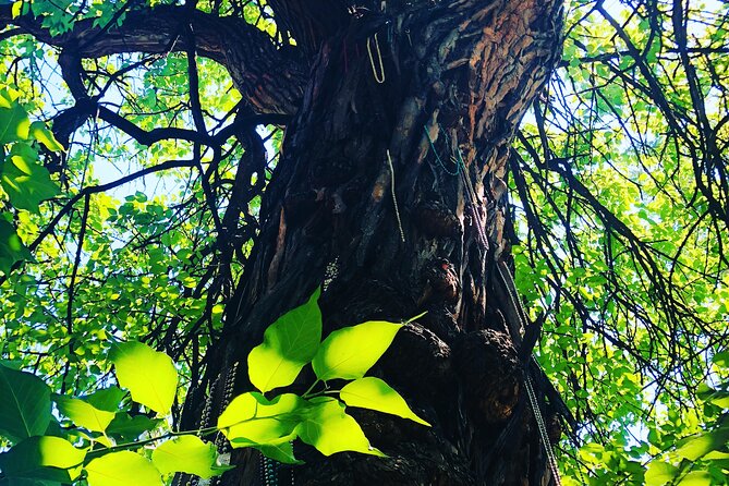 Old Louisville Walking Tour Recommended by The New York Times! @ 4th and Ormsby - Who Should Consider This Tour?