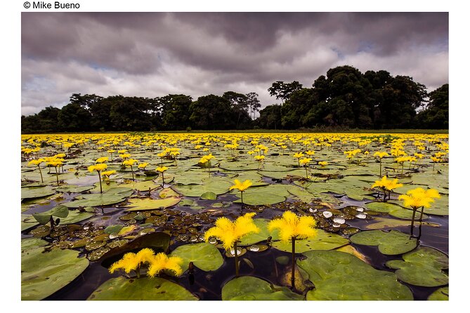 8 Days Jaguars and Pantanal Safari tour - A Detailed Look at the 8-Day Jaguars and Pantanal Safari Tour