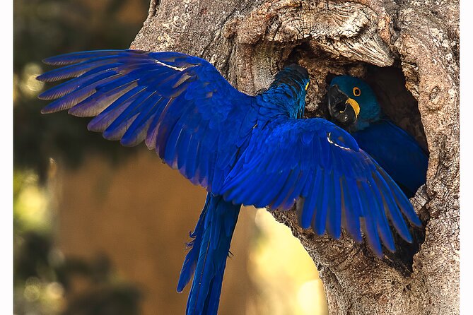 8 Days Jaguars and Pantanal Safari tour - Starting Point: Cuiabá and the Journey into the Pantanal