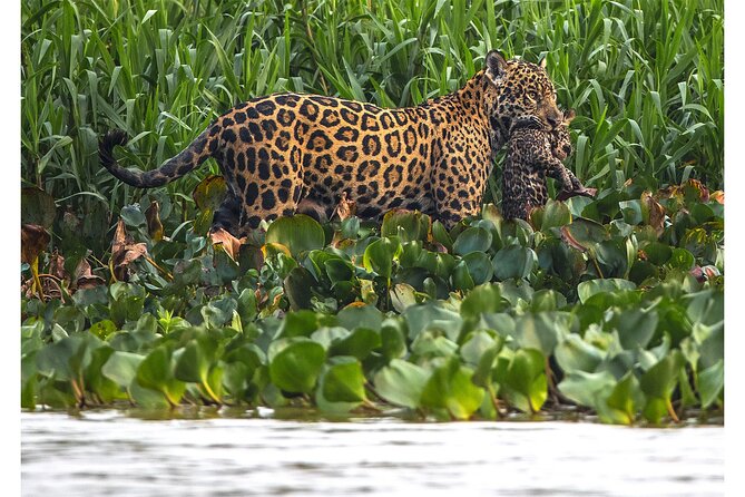 8 Days Jaguars and Pantanal Safari tour - Day 3 and 4: Into the Heart of the Pantanal and River Explorations