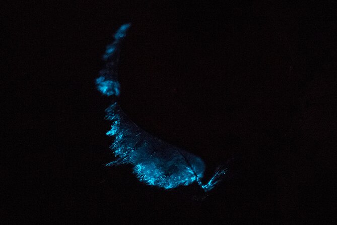 Bioluminescent Kayak Tour - A Closer Look at the Experience