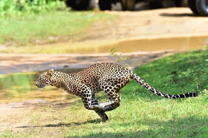 Wilpattu Half Day Safari from Sigiriya - Key Points