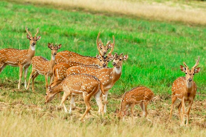 Sigiriya Rock and Wild Elephant Safari from Sigiriya - Why This Tour Works for Travelers