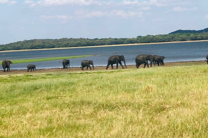 Minneriya half day tour - An Overview of the Minneriya Half Day Tour