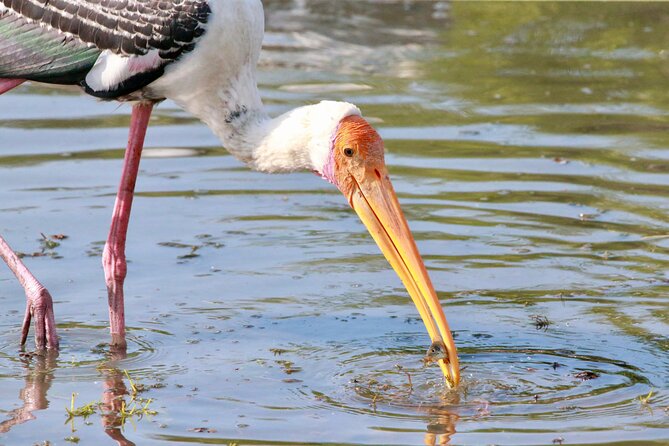 Minneriya Half Day Safari - FAQ Section