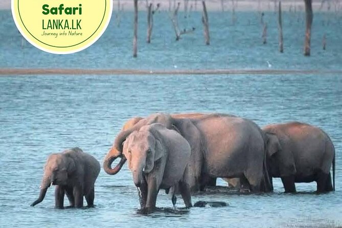 Minneriya Half Day Safari - Minneriya Half Day Safari: An Authentic Wildlife Experience in Sri Lanka