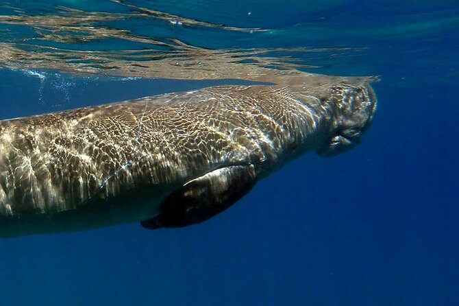 Coron Group Dugong and Turtle Watching with Lunch - What Makes the Experience Stand Out?