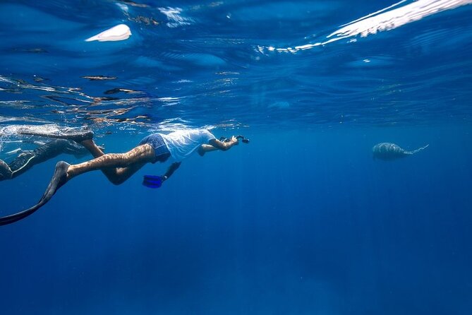 Coron Group Dugong and Turtle Watching with Lunch - FAQs