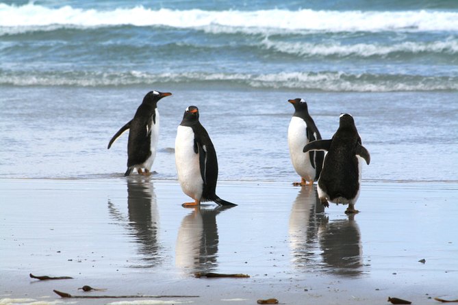 Gentoo Penguins at Berthas Beach Guided Tour from Stanley - An Honest Look at the Itinerary and Experience