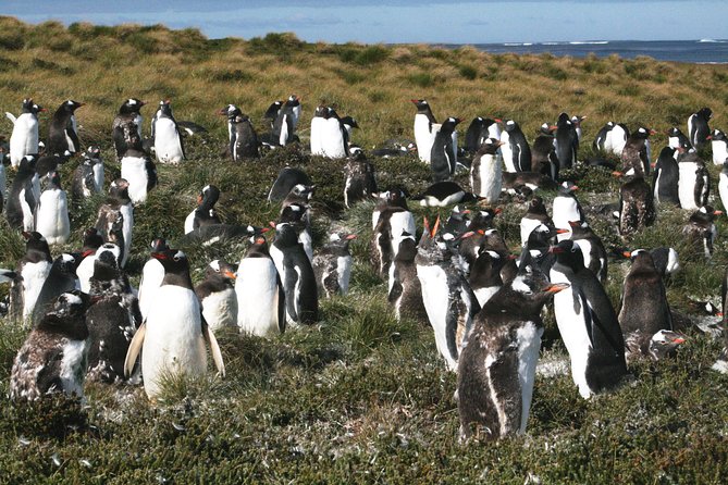 Gentoo Penguins at Berthas Beach Guided Tour from Stanley - Exploring Falkland Islands Gentoo Penguins: A Balanced Review of the Berthas Beach Guided Tour