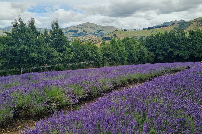 Akaroa Lavender Seasonal Guided Tour Experience - A Detailed Look at the Akaroa Lavender Guided Tour