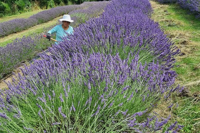 Akaroa Lavender Seasonal Guided Tour Experience - FAQ