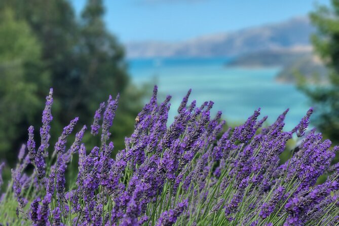 Akaroa Lavender Seasonal Guided Tour Experience - Good To Know