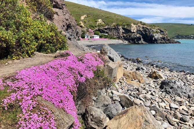 Lyttelton Shore Excursion - Guided Walking Tour and Picnic - FAQ