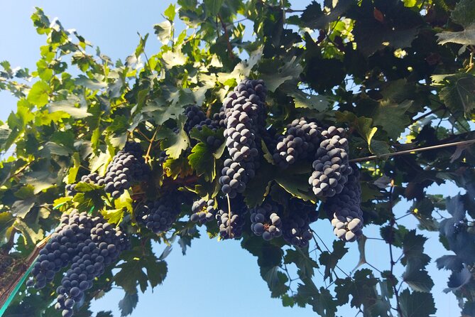 Quiero mas vino, valle de Guadalupe Tours - Exploring Baja California’s Valle de Guadalupe: A Deep Dive